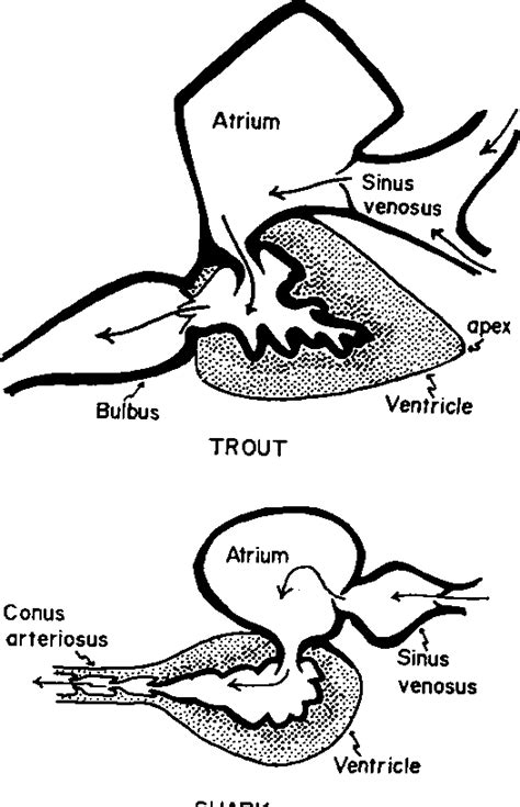 Fish Heart Anatomy