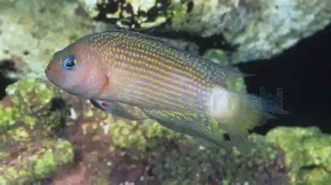 Sabah Dottyback Dottybacks Saltwater Fish