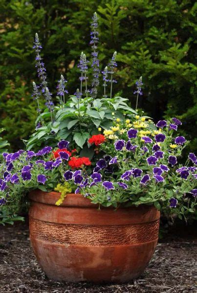 36 Best Blue Flowers To Grow In Containers For 2024 Decor Home Ideas