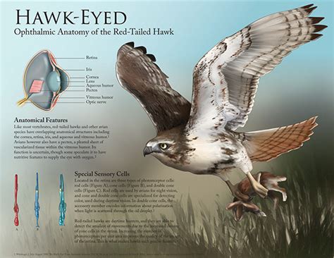 Ophthalmic Anatomy of the Red-Tailed Hawk on Behance