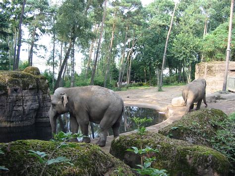 Arnhem Zoo 2004 - Asiatic Elephant exhibit - ZooChat