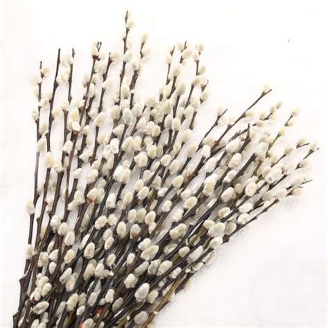 Amazon Pcs Pussy Willow Branches For Vases Natural Dried Plants Decorative Dry Branches