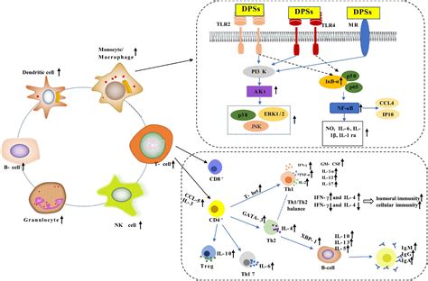 Frontiers Research Progress On Extraction Purification Structure