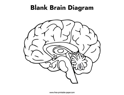 Empty Brain Diagram