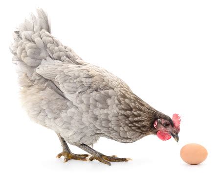 5 Reasons (And Solutions) for Why Your Chicken Stopped Laying Eggs