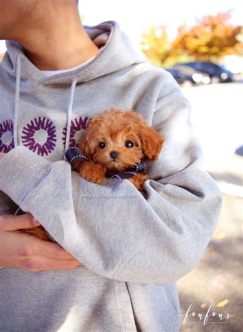 Teacup Maltipoo Puppies For Sale Artofit