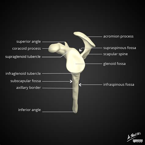 Radiopaedia Drawing Scapula Lateral View English Labels Anatomytool