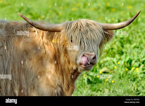 Scottish Highland Cattle Head Hi Res Stock Photography And Images Alamy