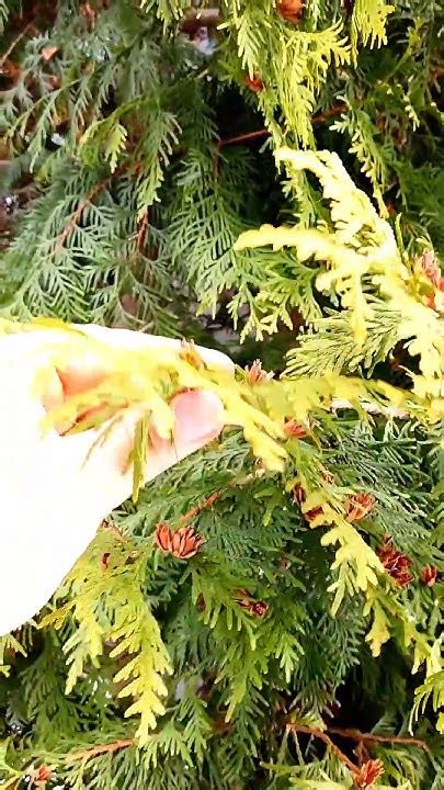 КАК САМОМУ ВЫРАСТИТЬ САЖЕНЦЫ ТУИ В БОЛЬШОМ КОЛИЧЕСТВЕ ДЛЯ ЖИВОЙ ...