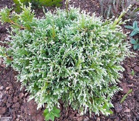 Кипарисовик горохоплодный Вайт Бьюти - купить с доставкой по выгодным ...