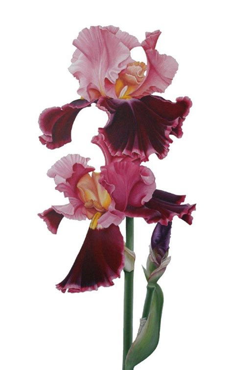 Новости | Iris painting, Botanical illustration watercolor, Flower painting