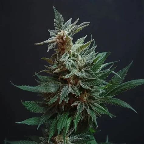 Alaskan Thunder Fuck A Sativa Dominant Enigma