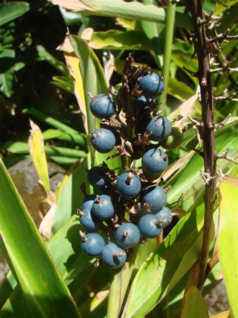 Polynesian Produce Stand Hot Spicy Thai Ginger Alpinia Galanga