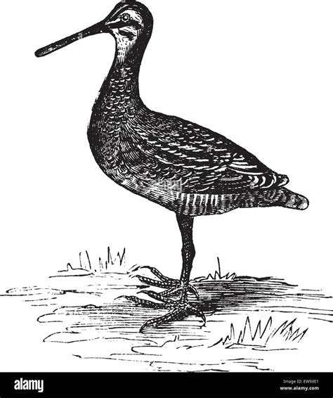 Wilsons Snipe Drawing Hi Res Stock Photography And Images Alamy