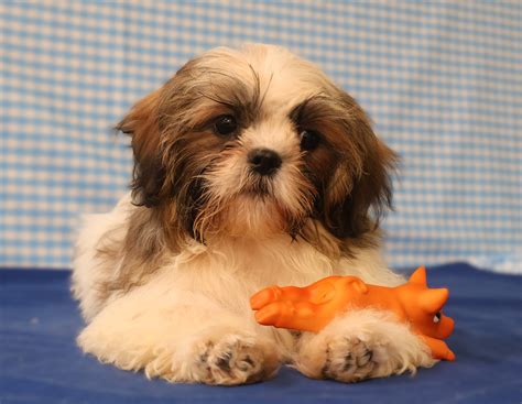 Shih Tzu Éleveur de chiens Houssin Kuurne Chiots à vendre plus de