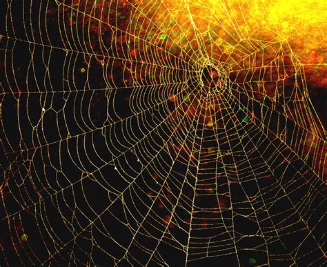 beautiful spider web images pictures spider web spider web project