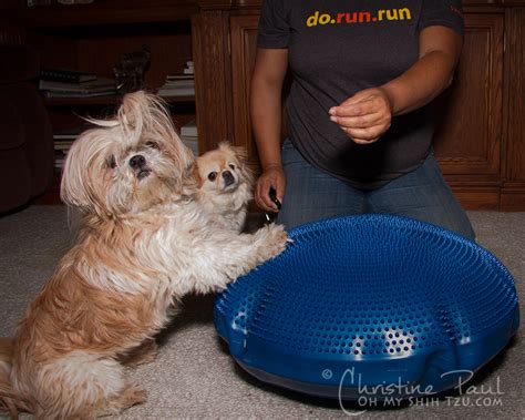 FitDog Friday: Building Your Dogs 6 Pack - Part 1 of 2 - Oh My Shih Tzu