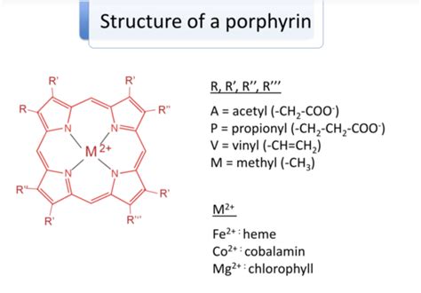 Heme Synthesis And Degradation Flashcards Quizlet