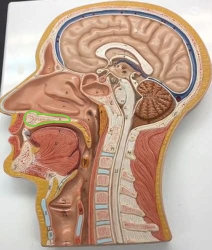 Human Sagittal Head Plate Final Practical II Flashcards Quizlet