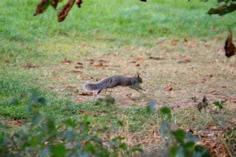 20 Feet How Far Can Squirrels Jump How High Video Into Yard