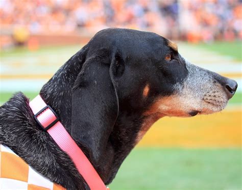 Tennessee Volunteers Smokey UT Vols NCAA Football Mascot Bluetick ...