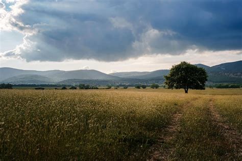 Viejo Roble Solitario En Un Campo Al Atardecer De Primavera Foto Premium