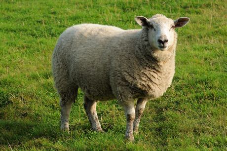 sheep dissection lab answers 28