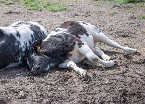 diseases causing sudden death  cattle  anthrax  black leg  pulpy
