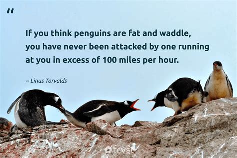 27 Penguin Quotes about the Monogamous Waddling Bird