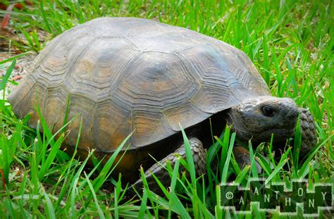 Gopher Tortoise by A--Anthony on DeviantArt