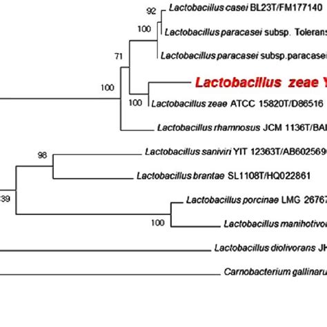 Phylogenetic Tree Based On 16s Rrna Gene Sequences Showing The