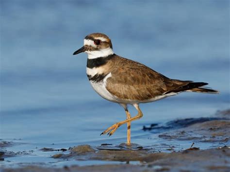 Piping Plover Nesting (Location, Eggs + Behavior) | Birdfact