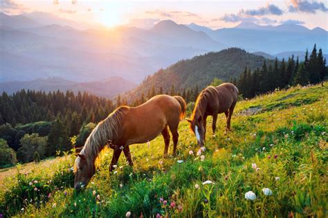 wild horses