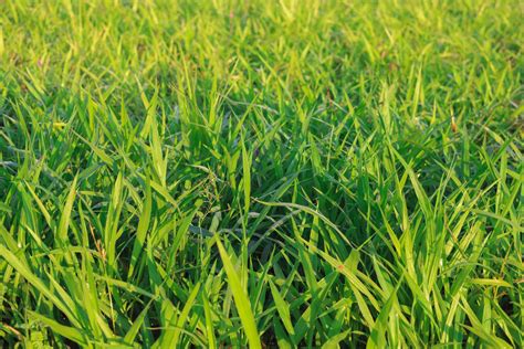 Mombasa Guinea Paspalum Maximum Cv Mombasa Grass For Animals Buffalo