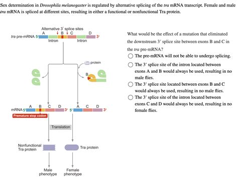 Sex Determination In Drosophila Melanogaster Is Chegg