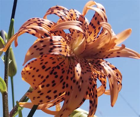 Lilium Lancifolium Flore Pleno S Brent And Beckys Bulbs