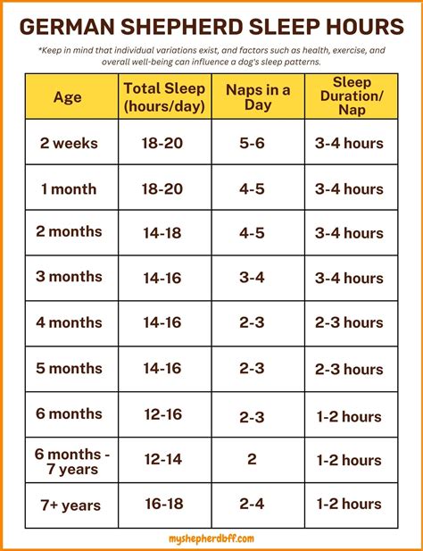 German Shepherd Sleep Habits From Puppyhood to Senior Years