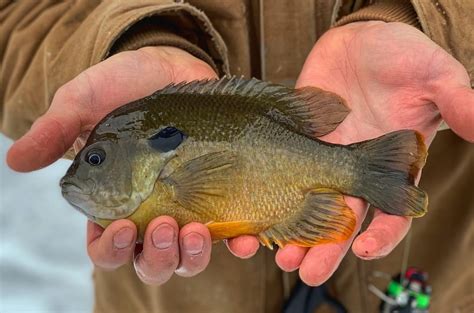 Bluegill Fishing Tips To Catch More Fish Reeltackle Fishing