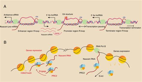 Chromatin Associated Nascent RNAs In Transcriptional Regulation A