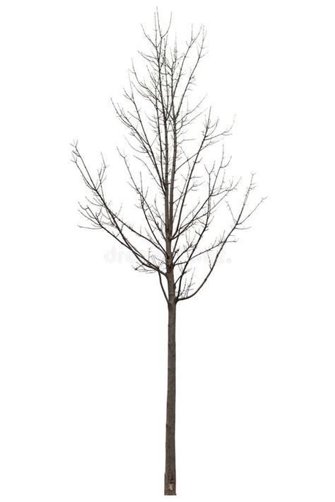 Naked Tree On White Stock Image Image Of Botany Melancholia