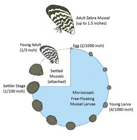 Zebra Mussel Diagram