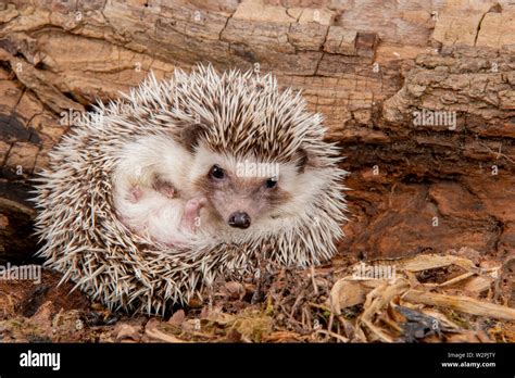 A Wild African Pygmy Hedgehog In A Studio Environment Stock Photo Alamy