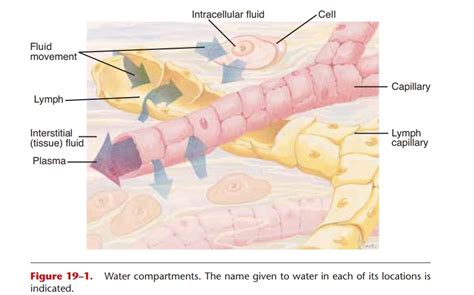 Water Compartments In Human Body