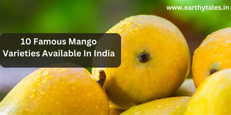 10 Famous Mango Varieties Available In India Earthy Tales