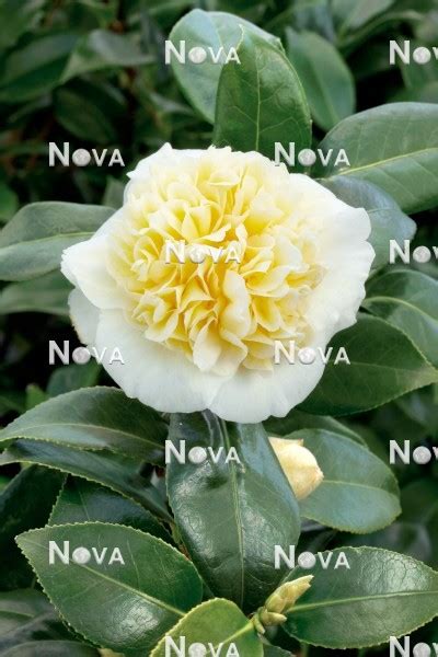 Camellia Jurys Yellow