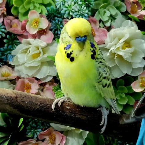 How Many Variants Of Budgie Are Available? - Budgie Pictures - Budgie Community Forums