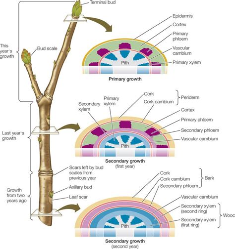 Primary Growth Of A Flower Cell Diagram Xylem Phloem Growth