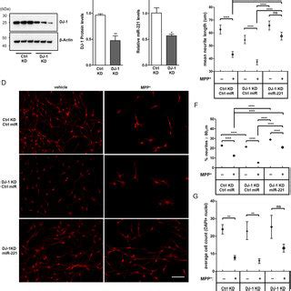 Mir Prevents Mpp Induced Neurite Retraction And Cell Loss In Dj