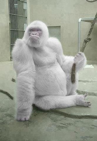 Albino Gorilla | A1 Pictures