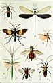 categoryillustrations  insects  ways  means  living